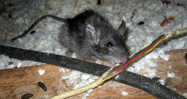Мышь грызет провод